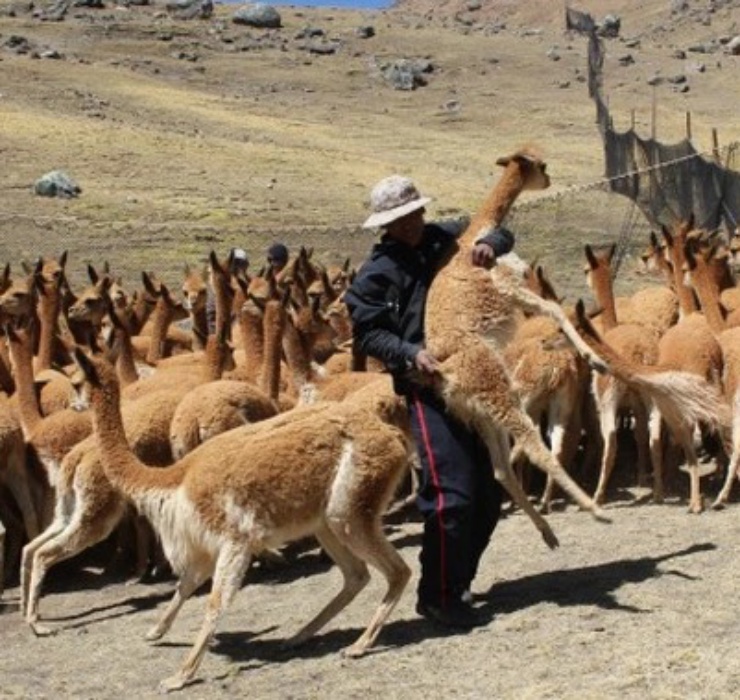 Chính phủ Peru đã phải vào cuộc, đặt ra những chương trình bảo tồn chặt chẽ bậc nhất của thế giới.
