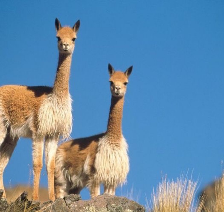 Lạc đà Vicuña có tên khoa học là Vicugna vicugna, chúng chỉ sống trên vùng núi cao của dãy Andes.&nbsp;
