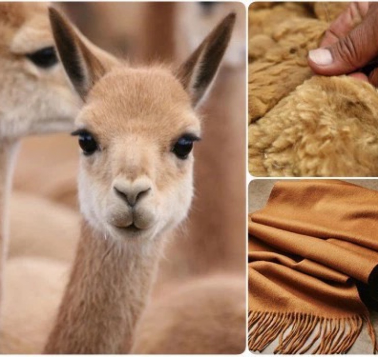 Mỗi 4 năm một lần, người ta đưa hàng trăm nghìn con lạc đà Vicuña vào những khu bẫy đã được đặt trước đó và thực hiện việc xén lông.
