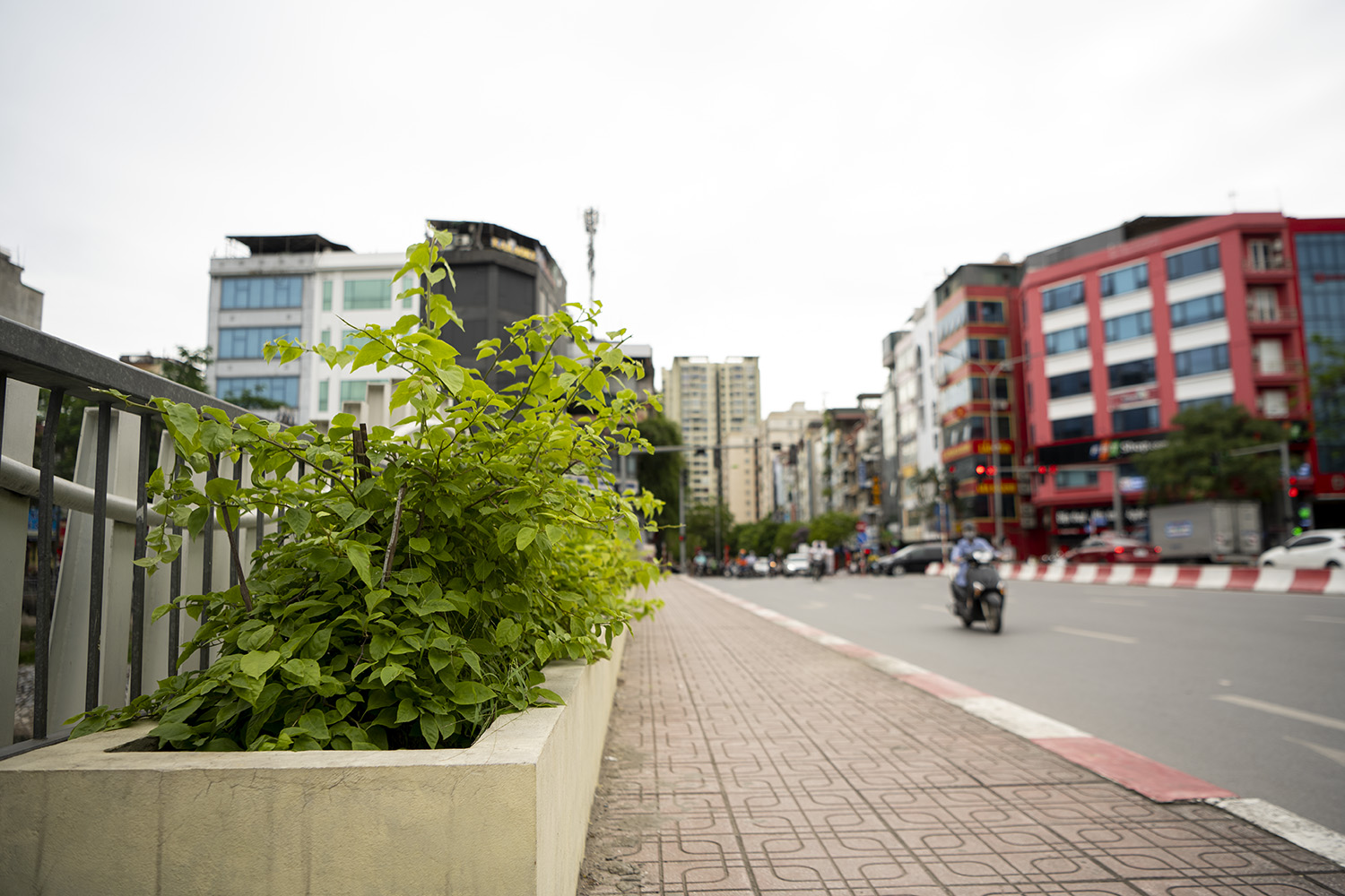 Chỉ cần một thời gian nữa thôi những giàn hoa giấy này sẽ biến những đoạn đường khô khan thành chuyến đi thơ mộng bởi sắc màu của hoa giấy.