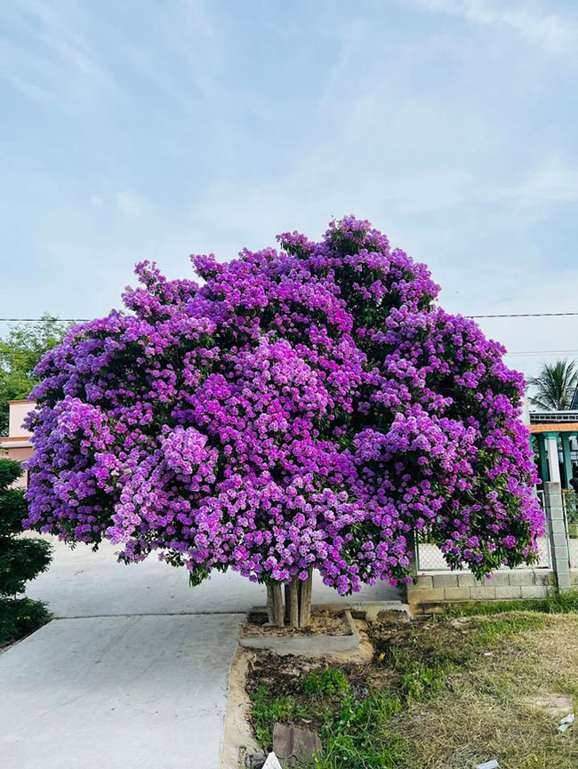 Cận cảnh &#34;cây bằng lăng đẹp nhất Việt Nam&#34; khiến ai qua cũng mê mải ngắm nhìn - 1