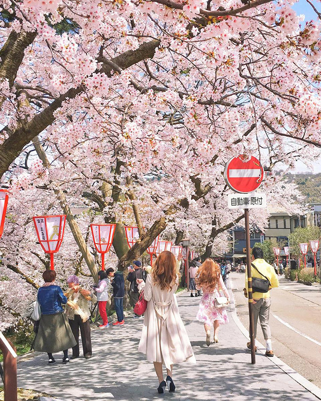 Nếu bạn đến Nhật Bản vào mùa xuân - Mùa hoa anh đào kéo dài từ tháng 3 đến tháng 5. Đây là thời điểm hoa anh đào - Sakura nở rộ trên khắp Nhật Bản, từ các vùng ven biển đến các vùng núi cao. Trong hình là mùa hoa anh đào nở rộ ở Kanazawa. 

