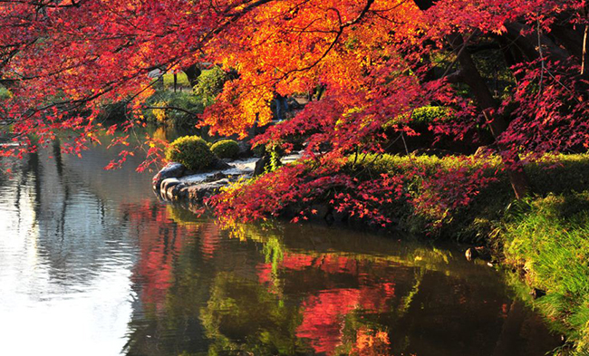 Đây là thời điểm không thể bỏ qua, những khu rừng ngập tràn lá đỏ như những bức tranh đầy màu sắc. Địa điểm đẹp nhất vào mùa thu ở Tokyo. 
