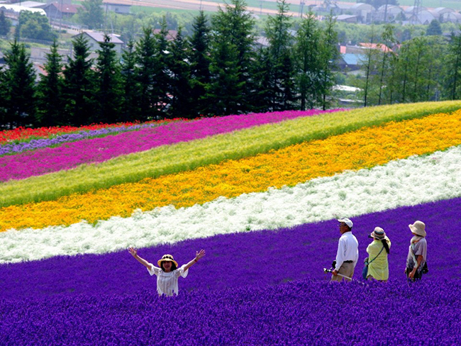 Hình ảnh rực rỡ của vườn hoa Hokkaido vào mùa xuân. 
