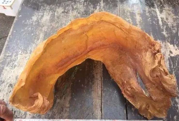 Bong bóng cá sủ vàng giá vô cùng đắt đỏ