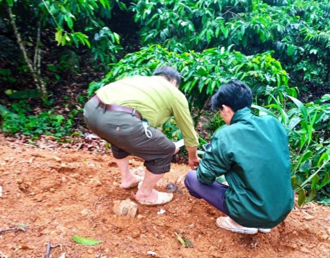 Hạt Kiểm lâm huyện Bảo Lâm đến hiện trường xác minh thông tin