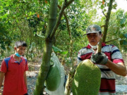 Thị trường - Tiêu dùng - Trái cây miền Tây vào mùa lại “rớt giá, dội chợ”, sầu riêng 40.000/kg vẫn ế