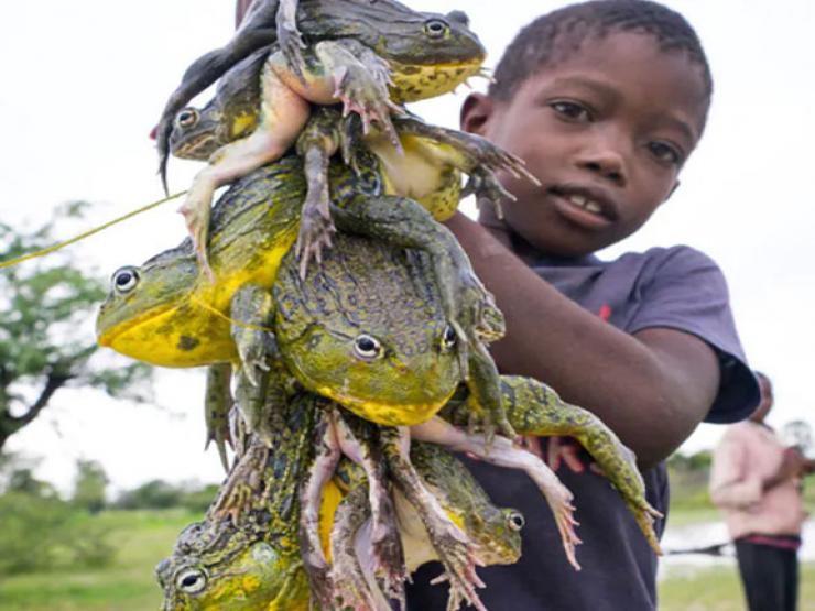 Ẩm thực - Tại sao người châu Phi lại ăn loài ếch khổng lồ cực độc này?