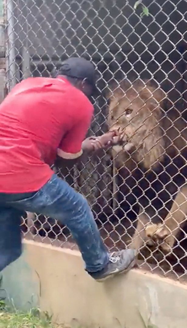 Người đàn ông thò tay vào chuồng sư tử ở Jamaica.