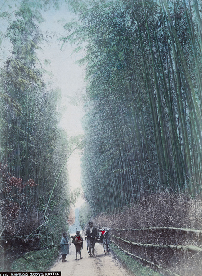 Hình ảnh rừng trúc nổi tiếng ở Kyoto. 
