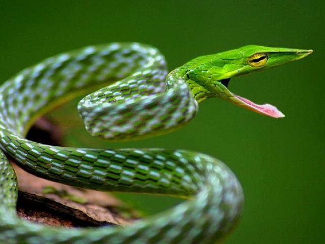 Những loài rắn kỳ dị: Rắn độc có thể ”ẩn thân”, săn mồi cực chuẩn