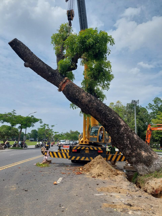 Cây nghiêng ra giữa lòng đường Lê Duẩn