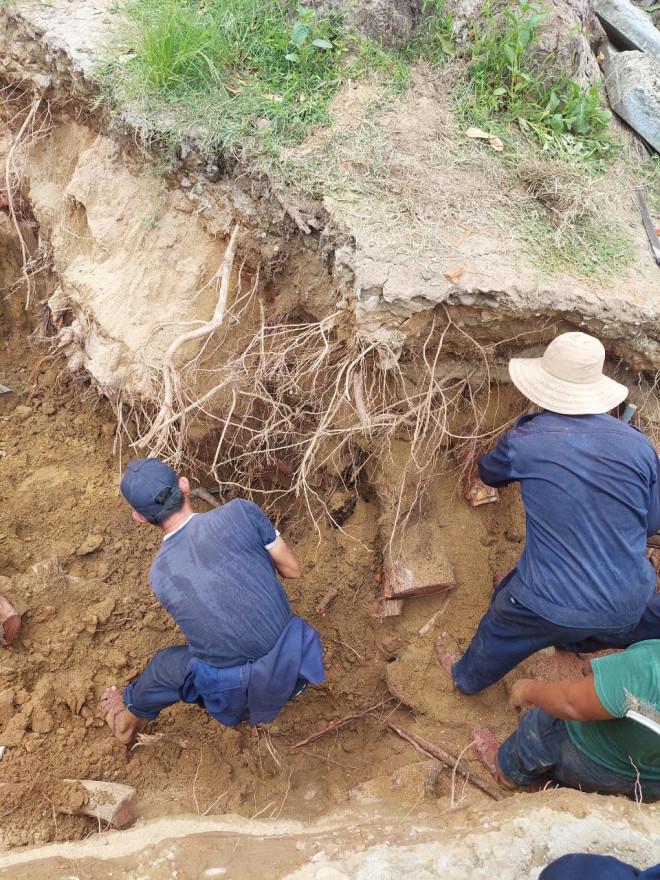 Sau đó, công nhân đào thủ công, tiến hành cắt bớt một số rễ lớn