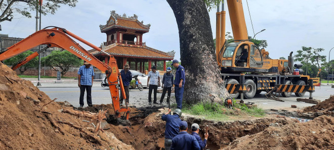 Phương tiện và nhiều công nhân được huy động để đào bới, di dời cây xà cừ