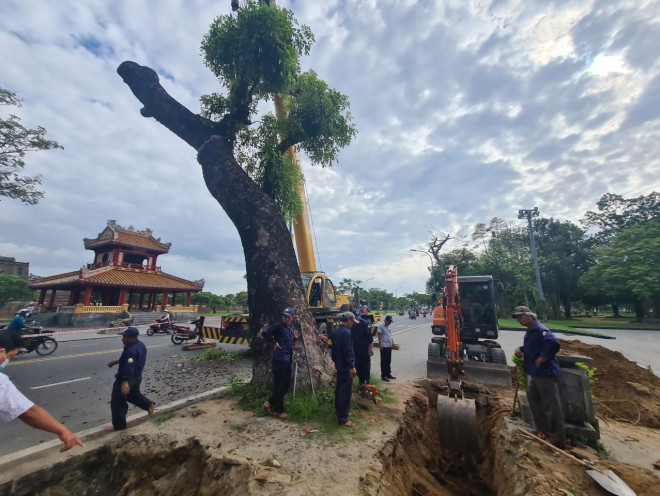 Xe múc đào sâu xung quanh gốc cây xà cừ