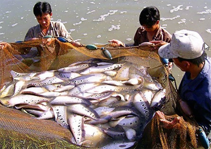 Cá thát lát sống ở môi trường nước ngọt, trước đây loại cá này có đầy ở các miền quê, nơi nào có ao hồ, kênh rạch, ruộng đồng, nơi đó cá thát lát sinh sôi nảy nở và sinh sống
