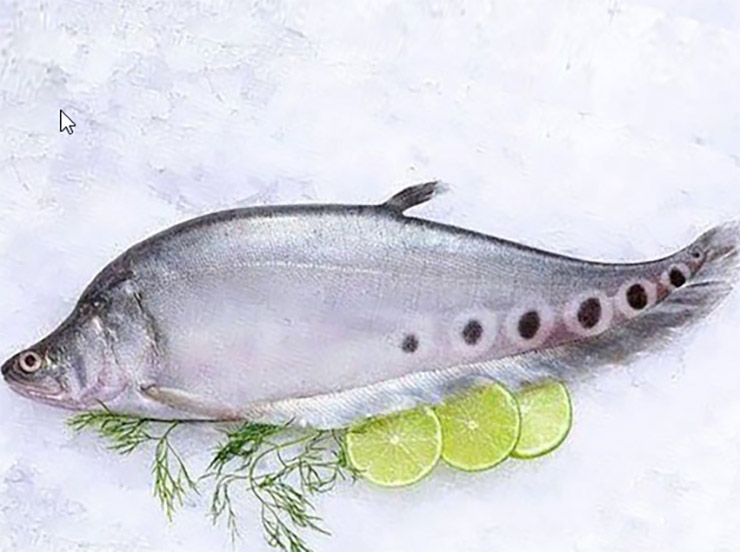 Ở Hậu Giang, nhiều người đã nhân giống và nuôi cá thát lát, mang lại thu nhập cao
