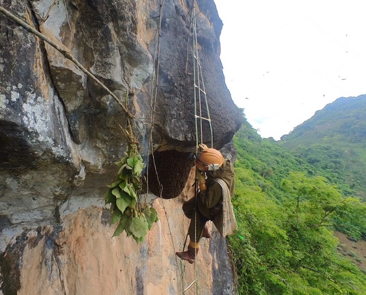 Tổ ong to hơn người với hàng vạn con ong thợ bám dày đặc, đen sì, nằm lưng chừng vách núi.&nbsp;