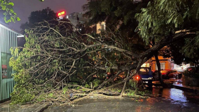 Nhánh cây tại khu vực chân cầu Chu Văn An, phường 12, quận Bình Thạnh bị gãy.