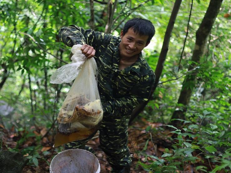 Theo chân thợ rừng thu hoạch tổ ong mật “khổng lồ” trên vách đá, giá bán cả triệu đồng/lít