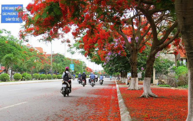 Trên đường ra Đồ Sơn dịp hè, bạn không nên bỏ qua góc sống ảo cùng dãy phượng vỹ. Ảnh: TL