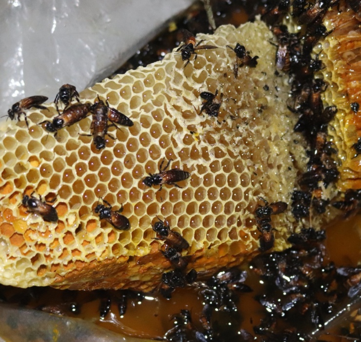 Ong khoái là loài ong có kích thước "khủng", cực kỳ hung dữ và thường tấn công theo bầy đàn. Bên cạnh đó, nọc của chúng cũng rất độc đối với con người.
