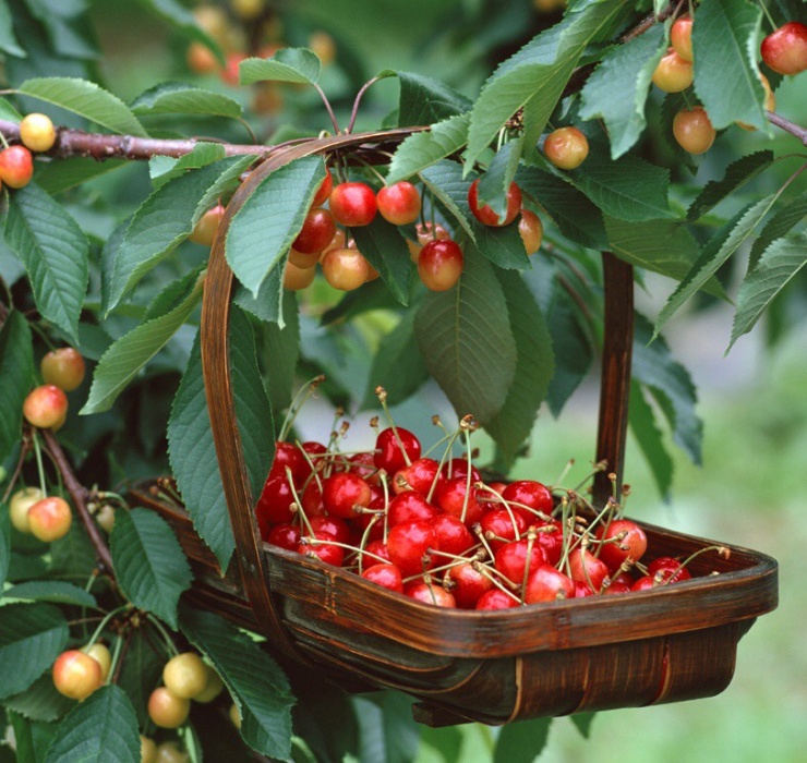 Cherry khi nhập về Việt Nam có giá dao động từ 350.000 - 1 triệu đồng/kg tuỳ thời điểm.&nbsp;
