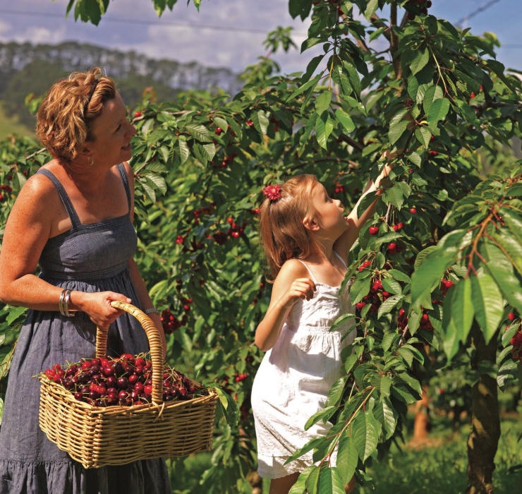 Tại nhiều nước châu Âu, cherry vào mùa có giá chỉ khoảng 4 - 5 Euro/kg, tương đương 110.000 - 135.000 đồng/kg. Đây là mức giá rất rẻ so với mức thu nhập cao ở những nước này. 

