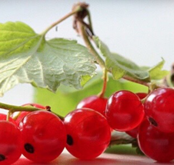 Tên thật của loại quả đắt đỏ này là quả lý chua (Ribes), được trồng rất nhiều ở châu Âu.
