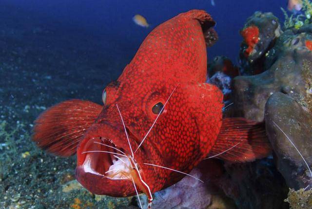 4 loại hải sản giá cực "chát", chỉ người giàu mới dám ăn - 1