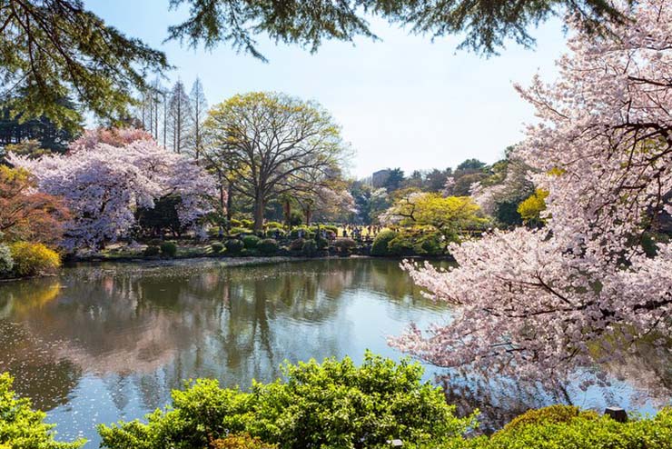 2. Vườn quốc gia Shinjuku Gyoen

Nơi này được coi là 1 trong những khu vườn đẹp nhất Nhật Bản vì kết hợp 3 kiểu vườn truyền thống khác nhau của Pháp – Anh – Nhật Bản. Vào mùa xuân, khoảng 1.500 cây anh đào nở rộ, tạo nên khung cảnh rất lãng mạn.
