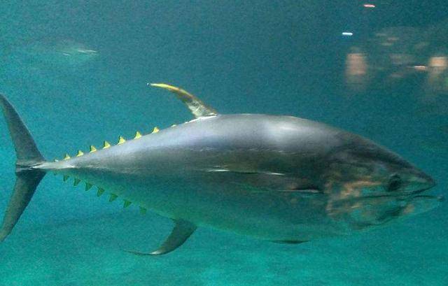 4 loại hải sản giá cực "chát", chỉ người giàu mới dám ăn - 2