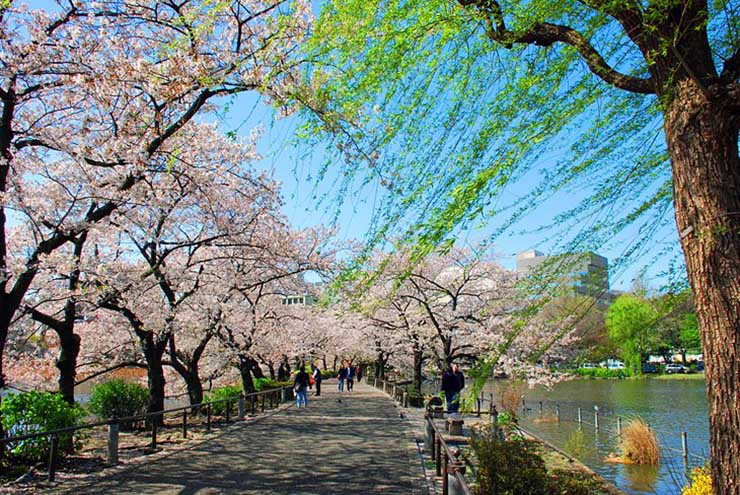 3. Công viên và Sở thú Ueno

Là một ốc đảo xanh như thiên đường giữa trung tâm Tokyo nhộn nhịp, công viên Ueno là không gian xanh lớn nhất của thành phố. Bạn đừng quên ghé thăm đền Toshogu có từ thế kỷ 17 với 256 chiếc đèn lồng trải rộng khắp nơi. Một điểm nổi bật khác ở đây là vườn thú Ueno, đây là vườn thú lâu đời nhất Nhật Bản với hơn 3.000 loài động vật sinh sống.
