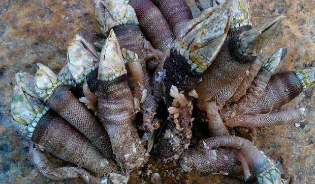 4 loại hải sản giá cực "chát", chỉ người giàu mới dám ăn - 4