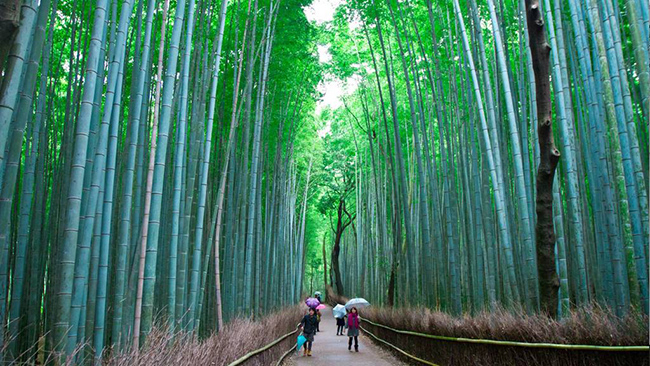 Một trong những điểm đến thú vị nhất ở Kyoto là rừng tre ở Arashiyama. Những thân tre cao vút san sát nhau tạo thành một đường hầm xanh khổng lồ. Bạn sẽ thấy những cô gái Nhật Bản trong trang phục truyền thống, bộ kimono và một bông hoa to cài trên tóc đi dạo trong những rặng tre xanh mát. 
