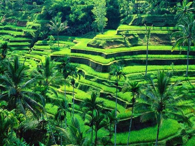 Cảnh quan vùng nông thôn này đẹp nhất Bali, được UNESCO công nhận di sản TG