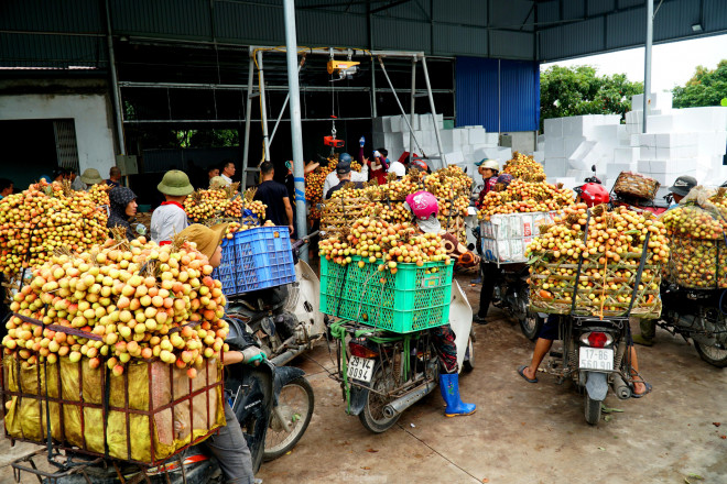 Các thương lái tấp nập thu mua vải từ sáng sớm.