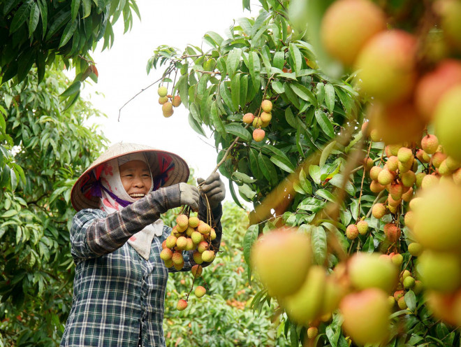 Bà Nguyễn Thị Thiện (Thanh Hà, Hải Dương) chia sẻ: "Năm nay do dịch COVID-19 đã được kiểm soát nên thương lái đến thu mua nhiều, giá cả cũng cao hơn so với năm ngoái, nông dân chúng tôi đều rất vui mừng".