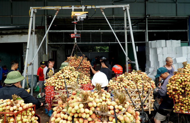 Mẫu mã vải năm nay đẹp, các loại vải cung ứng ra thị trường đều được thương lái mua với giá cao, hứa hẹn một vụ mùa bội thu cho người nông dân trồng vải Thanh Hà.