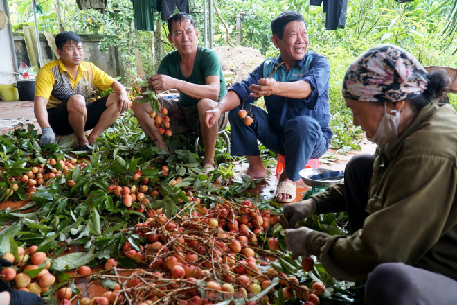 Những ngày này đi khắp thủ phủ vải Thanh Hà, đều bắt gặp nụ cười hồ hởi của các hộ gia đình.