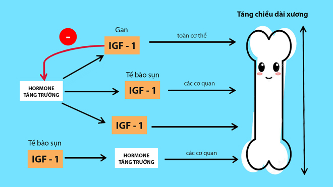 Bằng nhiều cách khác nhau, IGF-1 giúp xương phát triển dài ra