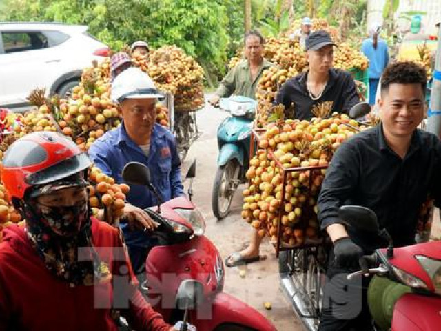 Vải thiều được mùa được giá, người dân Thanh Hà phấn khởi mang đi tiêu thụ