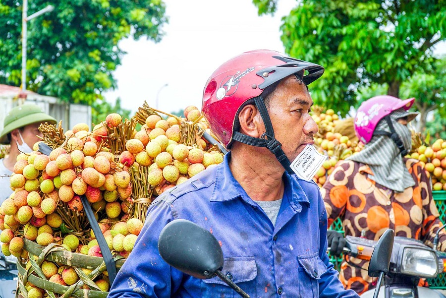 Người đàn ông ngậm phiếu cân vải, xếp hàng chờ tới lượt vào bán cho thương lái tại một điểm cân ở xã Thanh Quang (Thanh Hà).