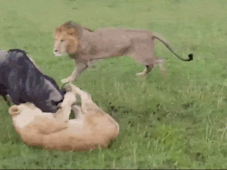 Linh dương đầu bò liều mạng đối đầu 2 con sư tử