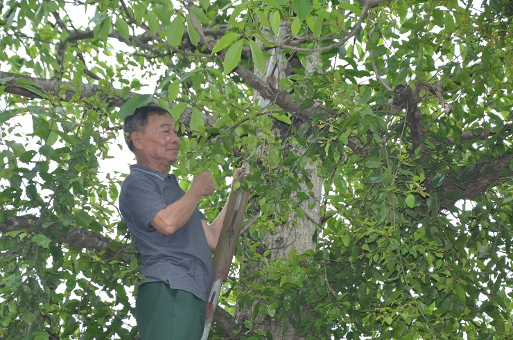 Ông Thống trực tiếp hái tầm gửi cho khách.