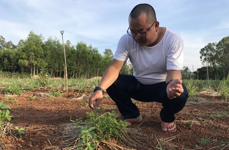 Anh Huỳnh Hữu Quyền, 30 tuổi ở Bình Sơn, Quảng Ngãi đã tìm cây sọ chó về trồng trên 13 sào đất.
