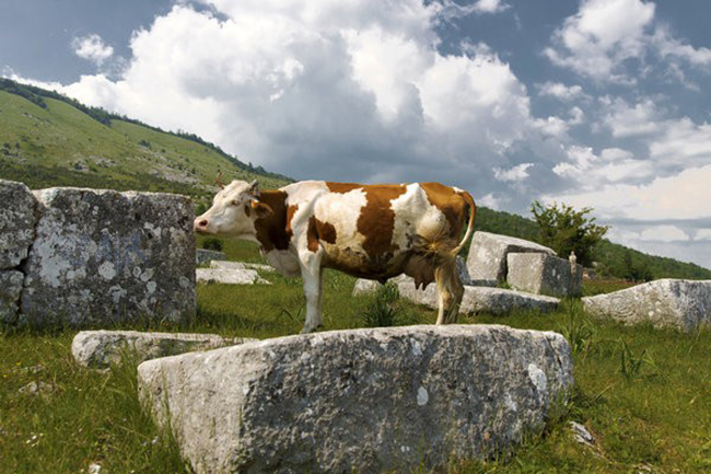 Nghĩa địa thời Trung cổ Stećci, Bosnia và Herzegovina, Croatia, Montenegro và Serbia: Khu vực này kết hợp khoảng 30 địa điểm trên một số quốc gia, tất cả đều có các bia mộ thời Trung cổ đặc biệt này được gọi là stećci. Những nghĩa trang này có từ những năm 1100 chủ yếu được chạm khắc từ đá vôi.
