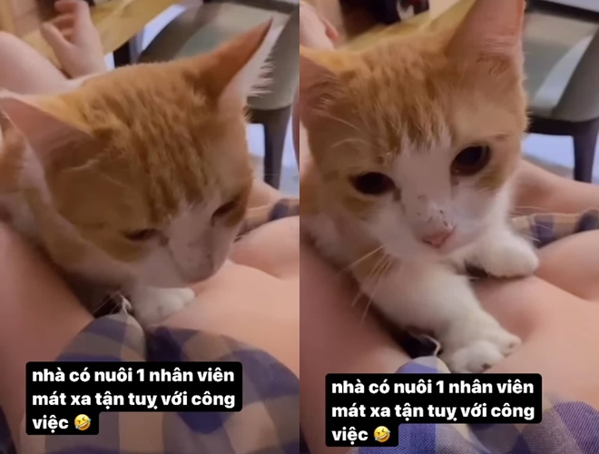 Elly Tran posted a video showing her cat, but it was easy to cause " misdirection"  perfect round 1 - 3