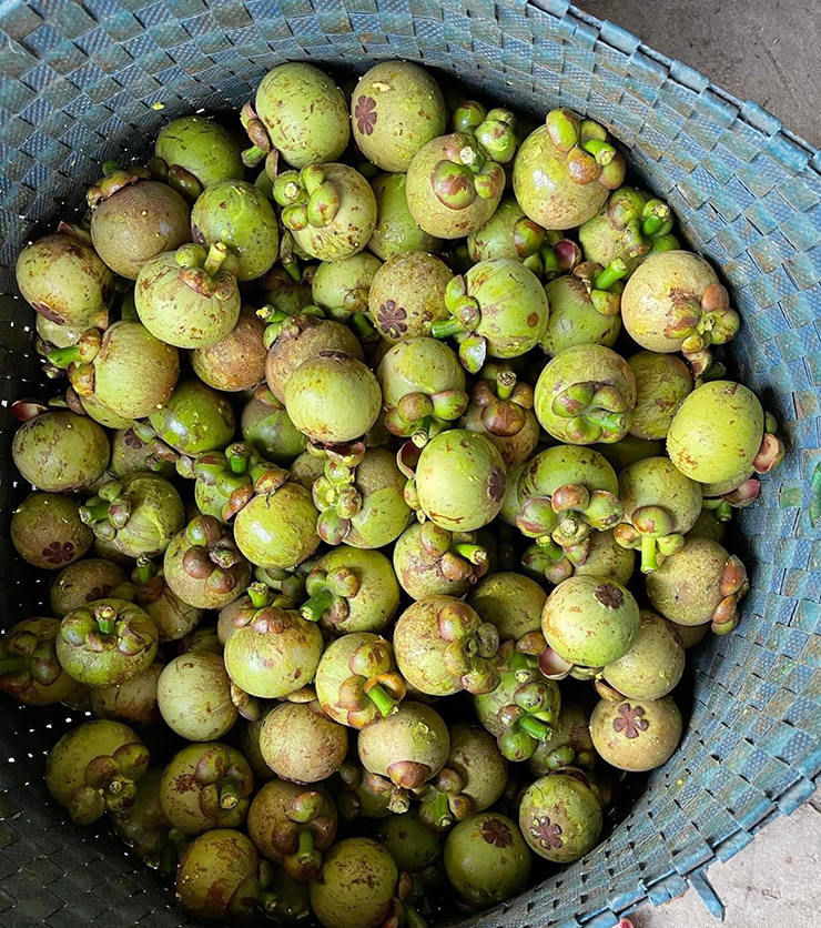 Măng cụt chín ngọt thanh và mùi thơm dịu, là thứ quả mùa hè được nhiều chị em yêu thích. Tuy nhiên, ít ai biết được quả măng cụt xanh là đặc sản giá vô cùng đắt đỏ mà không phải ai cũng đã từng có cơ hội thưởng thức.&nbsp;
