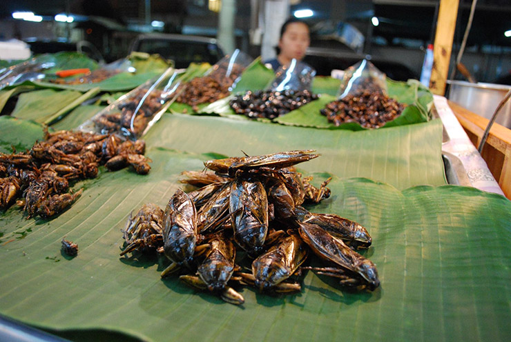 6. Mang Đa (Bọ nước)

Bọ nước ở đây giống như những con gián khổng lồ. Và thật khó để “tống” nó xuống cổ họng nếu như bạn không nhai nát. Nếu vượt qua cảm giác ban đầu, nó có thể là món ăn vặt bạn thích khi tới Thái Lan.
